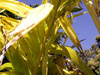 Triandra palm - Areca triandra. Palmier, flore île de La Réunion