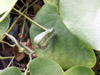 Aristoloche spatulée ou Jabot de dinde Aristolochia ringens