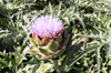 Fleur : Artichaut camus de Bretagne et violet de Provence Cynara scolymus