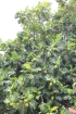 Artocarpus altilis (Parkinson) Fosberg.