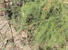 Asparagus officinalis, Asperge.