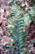 Asplenium daucifolium Lam. var. lineatum.