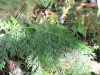 Asplenium daucifolium Lam. var. viviparum (L. f.) C.V. Morton.