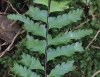 Asplenium pellucidum Lam. subsp. pellucidum.