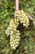 Astelia hemichrysa (Lam.) Kunth.