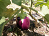 Aubergine ou bringelle - Solanum melongena