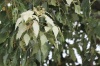 Aleurites moluccanus (L.) Willd. Feuilles et inflorescence.