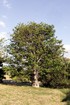 Baobab adansonia digitata
