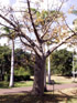 Baobab adansonia digitata
