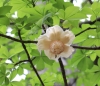 Fleur Baobab adansonia digitata