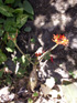 Baobab Nain ou Fleur de Corail ou Plante bouteille ou Médicinier Jatropha podagrica