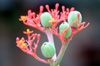 Jatropha podagrica. Fleur de Corail