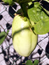 Fruit : Barbadine. Grenadille à tige quadrangulaire. Passiflora quadrangularis
