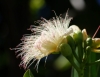 Barringtonia asiatica.
