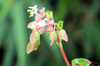 Begonia cucullata Willd. Bégonia