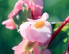 Begonia cucullata Willd. Fleur.