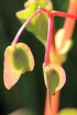 Begonia cucullata Willd. Fruits.
