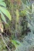 Benthamia latifolia (Thouars) A. Rich.