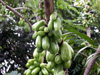 Fruits Bilimbi ou arbre à cornichons. Averrhoa bilimbi