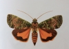 Blenina richardi (Viette, 1958), Papillon endémique de La Réunion
