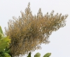 Bocconia frutescens L.