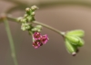 Boerhavia diffusa L. Fleurs.