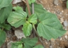 Boerhavia diffusa L. Feuilles.