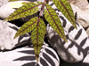 Bois blanc rouge ou Zévi marron - Poupartia borbonica Arbre endémique des Mascareignes