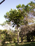 Bois d'éponge.  Arbre endémique de La Réunion, Polyscias cutispongia