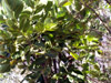 Polyscias cutispongia, Bois d'éponge.  Arbre endémique de La Réunion : feuilles