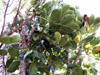 Polyscias cutispongia, Bois d'éponge.  Arbre endémique de La Réunion : feuilles