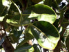 Polyscias cutispongia (Lam.) Baker. Arbre endémique de La Réunion.