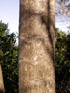 Polyscias cutispongia, Bois d'éponge. Arbre endémique de La Réunion : tronc.