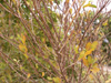 Erythroxylum hypericifolium Lam. Bois d'huile. Arbre Endémique de La Réunion et de Maurice.