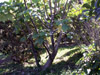 Obetia ficifolia (Poir.) Gaudich, Bois d'ortie Endémique des Mascareignes