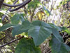 Bois d'ortie, Obetia ficifolia (Poir.) Gaudich