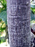 Bois d'ortie, Obetia ficifolia (Poir.) Gaudich