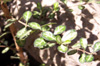 Bois de balai ou Bois de buis - Fernelia buxifolia