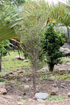 Fernelia buxifolia  Bois de balai ou Bois de buis