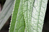 Boehmeria penduliflora, Boehmeria penduliflora, Flore La Réunion