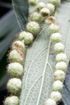 Boehmeria penduliflora, Flore La Réunion