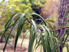 Volkameria heterophylla Vent. Bois de chenille : Feuilles