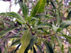 Volkameria heterophylla Vent. Bois de chenilles : Feuilles