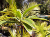 Bois de fer - Sideroxylon majus Flore endémique de La Réunion
