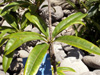 Bois de fer - Sideroxylon majus Flore endémique de La Réunion