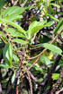 Fleurs et feuilles : Pouzolzia laevigata Poir, Bois de fièvre