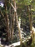Doratoxylon apetalum, Bois de Gaulette, arbre indigène La Réunion