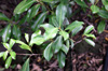 Psiloxylon mauritianum, Bois de gouyave marron
