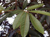 Cossinia pinnata Comm. ex Lam, Bois de Juda feuilles