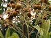 Cossinia pinnata Comm. ex Lam, Bois de Juda fleurs et fruits
